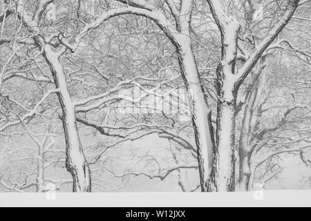 April Schneesturm, Woodland, USA, von Dominique Braud/Dembinsky Foto Assoc Stockfoto