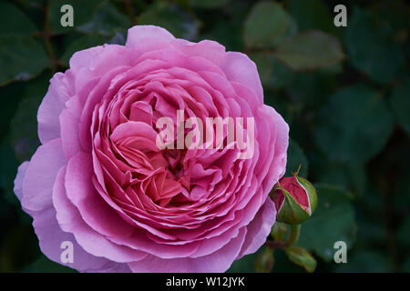 In der Nähe von Rosa Rose mit dem Namen: Alexandra Prinzessin von Kent Stockfoto