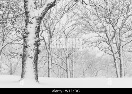 April Schneesturm, Woodland, USA, von Dominique Braud/Dembinsky Foto Assoc Stockfoto