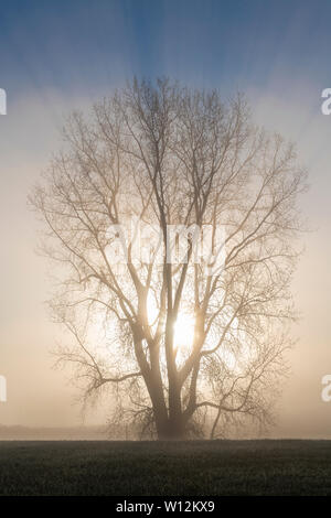 Sonnenaufgang und E der Pappel (Populus canescens) eingehüllt in Nebel, Anfang Mai, E USA, von Dominique Braud/Dembinsky Foto Assoc Stockfoto