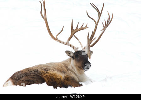 Woodland Caribou (Rangifer tarandus) Winter, Nordamerika, von Dominique Braud/Dembinsky Foto Assoc Stockfoto