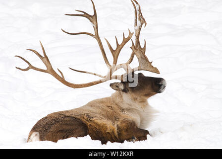 Woodland Caribou (Rangifer tarandus) Winter, Nordamerika, von Dominique Braud/Dembinsky Foto Assoc Stockfoto