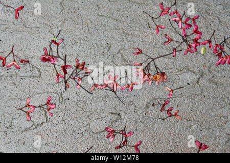 Hintergrund leuchtend roten Acer ahorn Samen auch bekannt als samaras, 'Maple Tasten', 'Hubschrauber', 'whirlybirds' oder 'polynoses" Festlegung auf einem nassen Stein sidew Stockfoto