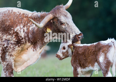 Bezauberndes englisches Longhorn-Kalb, das im Panshanger Park, Hertford, Großbritannien, liebevoll gebadet wird - ein herzerwärmendes Schauspiel der mütterlichen Betreuung. Stockfoto