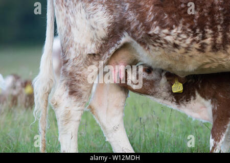 Bezauberndes englisches Longhorn-Kalb, das im Panshanger Park, Hertford, Großbritannien, liebevoll gebadet wird - ein herzerwärmendes Schauspiel der mütterlichen Betreuung. Stockfoto