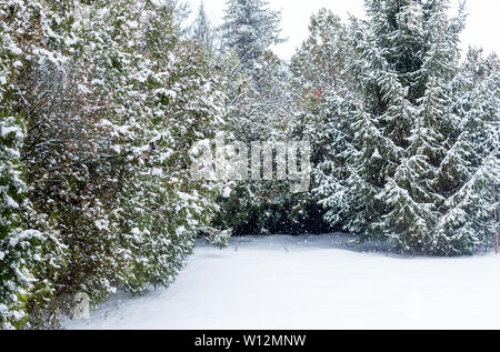 Immergrüne Thuja, Fichten und ganze Haus Hof bedeckt mit flauschigen weißen Schnee. Es schneit im Winter Tag Stockfoto