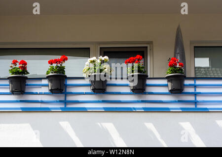 Fünf Geranientöpfe in rot und weiss auf einem blauen und weißen Balkon Übersicht suburbia Stockfoto