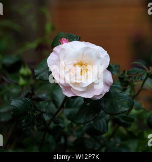 Eine blass rosa Rose Blume öffnen Stockfoto