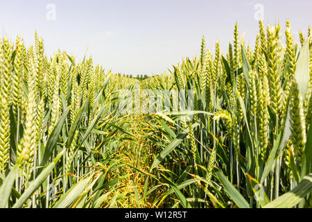 Sommer WEIZENFELD UK Stockfoto