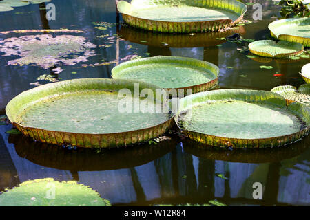 Grosse Blätter der Victoria amazonica, die grösste Seerose der Welt Stockfoto