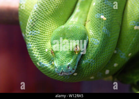 The Green Tree python (Morelia viridis) ist eine Pflanzenart aus der Gattung pyton native auf Neuguinea, Indonesien und Teil der Norden Australien Stockfoto