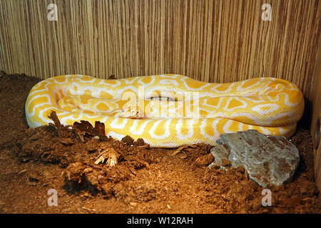 Der Tigerpython (Python bivittatus), ist ein Python Arten im tropischen Süd- und Südostasien gefunden Stockfoto