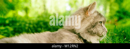 Graue Katze Profil Portrait banner Panorama Weg schauen im grünen Gras Park Sommer draußen. Stockfoto