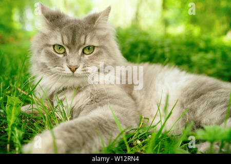 Katze im grünen Gras draussen im Garten. Graue lange Haare Ragdoll mit grünen Augen. Stockfoto