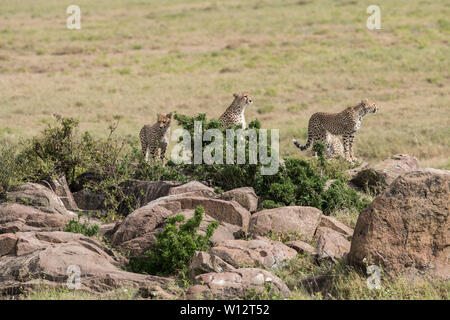 Geparden auf Felsen, Serengeti Stockfoto