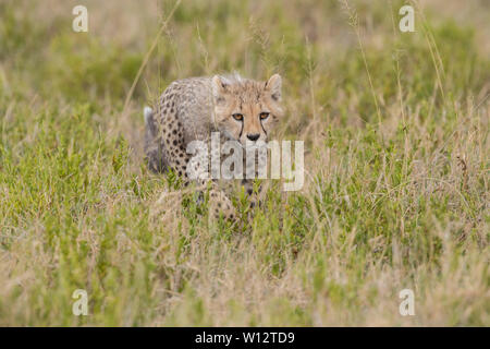 Cheetah cub Wandern in Gras, Serengeti Stockfoto