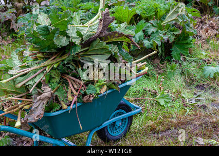 Jäten große Gunnera Pflanzen bewachsenen Garten, County Kerry, Irland Stockfoto