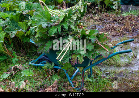 Jäten große Gunnera Pflanzen bewachsenen Garten, County Kerry, Irland Stockfoto