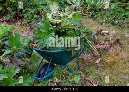 Jäten große Gunnera Pflanzen bewachsenen Garten, County Kerry, Irland Stockfoto