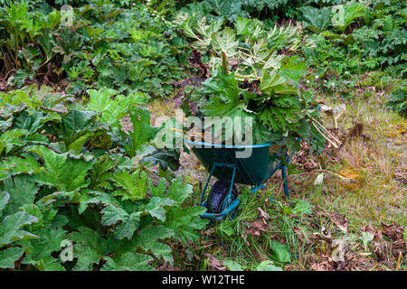 Jäten große Gunnera Pflanzen bewachsenen Garten, County Kerry, Irland Stockfoto