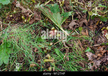 Jäten große Gunnera Pflanzen bewachsenen Garten, County Kerry, Irland Stockfoto