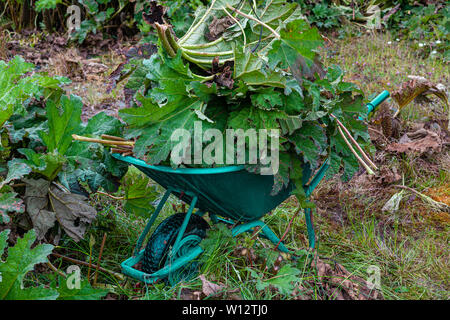 Jäten große Gunnera Pflanzen bewachsenen Garten, County Kerry, Irland Stockfoto