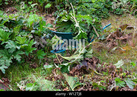 Jäten große Gunnera Pflanzen bewachsenen Garten, County Kerry, Irland Stockfoto