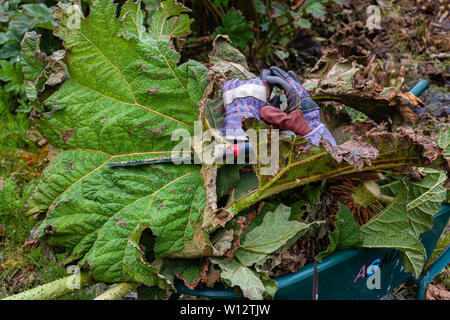 Jäten große Gunnera Pflanzen bewachsenen Garten, County Kerry, Irland Stockfoto