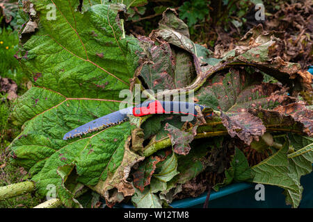 Jäten große Gunnera Pflanzen bewachsenen Garten, County Kerry, Irland Stockfoto