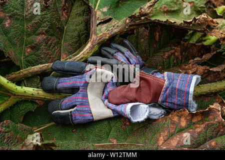 Jäten große Gunnera Pflanzen bewachsenen Garten, County Kerry, Irland Stockfoto