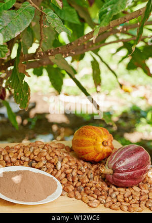 Kakao Farm nach der Erntezeit. Tabelle mit Kakao Schoten und Samen Stockfoto