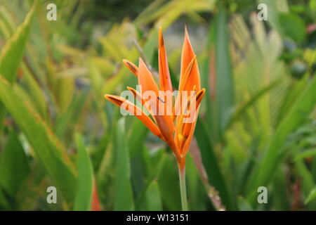 Heliconia Blume Stockfoto