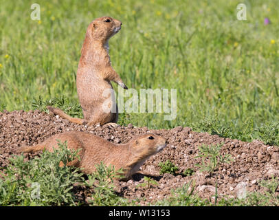 Alarmierte Präriehunde in der Nähe der Bohrung Stockfoto