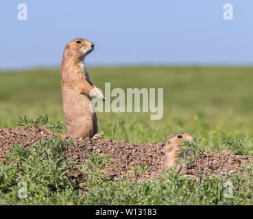 Alarmierte Präriehunde in der Nähe der Bohrung Stockfoto