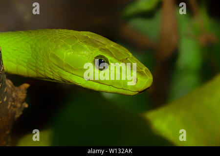 Die östliche Grüne Mamba (Dendroaspis angusticeps) portrait Stockfoto