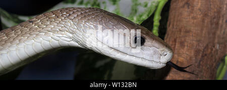 Black Mamba Mit herausgestreckter Zunge Stockfoto