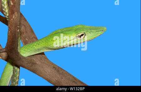 Spitzzange peitsche Schlange (Ahaetulla nasuta) auf einem blauen Hintergrund Stockfoto