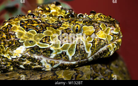 Portrait von sehr camouflage Mangshan pitviper (Protobothrops mangshanensis) Stockfoto