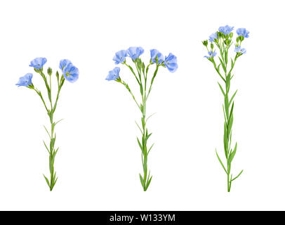 Sammlung von blue Flachs Blumen auf weißem Hintergrund Stockfoto