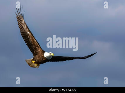 Ein Weißkopfseeadler auf der Suche nach Essen und fliegen in der Nähe von der Homer Spit auf der Kenai Halbinsel n Alaska. Stockfoto