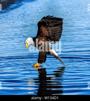 Adler über einen Fisch aus dem Wasser zu holen, klicken Sie in der Füße zuerst und ihre Krallen nutzen. Wie Sie heben, werden Sie häufig die Fische essen beim Fliegen. Stockfoto