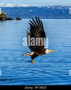 Adler über einen Fisch aus dem Wasser zu holen, klicken Sie in der Füße zuerst und ihre Krallen nutzen. Wie Sie heben, werden Sie häufig die Fische essen beim Fliegen. Stockfoto