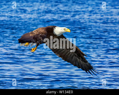 Der Weißkopfseeadler in die Nähe der Wasser Fisch zu erkennen. Dann, Sie tauchen ab und der Fisch mit den Füßen packen. Sie setzen auf eine beeindruckende Show. Stockfoto