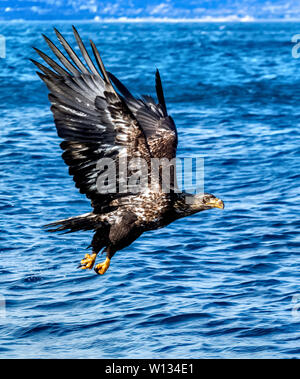 Weißkopfseeadler sind nicht reifen, bis sie 5 Jahre alt sind. Sie haben keine weißen Kopf und Geschichte, bis sie ausgewachsen sind. Stockfoto