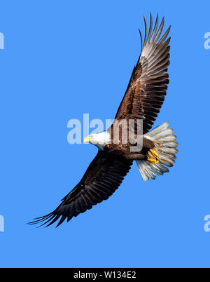 Der Weißkopfseeadler in die Nähe der Wasser Fisch zu erkennen. Dann, Sie tauchen ab und der Fisch mit den Füßen packen. Sie setzen auf eine beeindruckende Show. Stockfoto