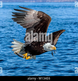 Der Weißkopfseeadler in die Nähe der Wasser Fisch zu erkennen. Dann, Sie tauchen ab und der Fisch mit den Füßen packen. Sie setzen auf eine beeindruckende Show. Stockfoto