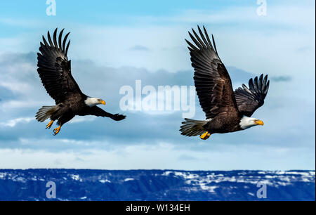 Wenn Angeln, Adler werden sehr aggressiv und miteinander konkurrierend. Mehrere Adler fliegen kann der gleiche Fisch zu greifen aber nur bekommt man es. Stockfoto