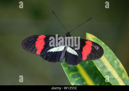 Heliconius melpomene, der Postmandelfalter, gewöhnlicher Postmann oder einfach Postmann, ist in ganz Mexiko und Mittelamerika zu finden. Aufgenommen im Calgary Zoo. Stockfoto