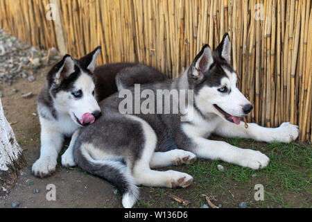 Zwei kleine husky Hunde spielen in den Hinterhof Stockfoto