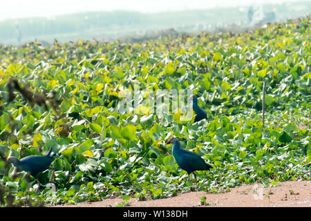 Nahaufnahme von sumpfhuhn oder Sumpf Henne, ein Huhn Größe roten Schnabel Vogel Sammeln von Nahrung im See Feld mit blühenden Wasserhyazinthe (Eichhornia crassipes) Teich Stockfoto